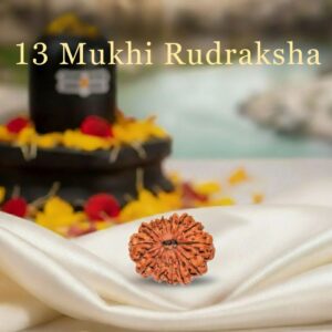 13 Mukhi Rudraksha Original Certified For Unisex Nepal Origin
