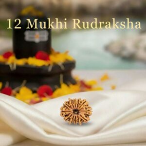 12 Mukhi Rudraksha Original Certified For Unisex Nepal Origin