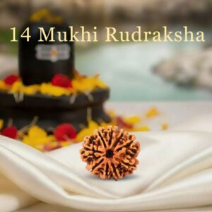 14 Mukhi Rudraksha Original Certified For Unisex Nepal Origin