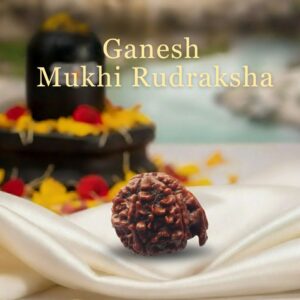 Ganesh Mukhi  Rudraksha Original Certified For Unisex Nepal Origin